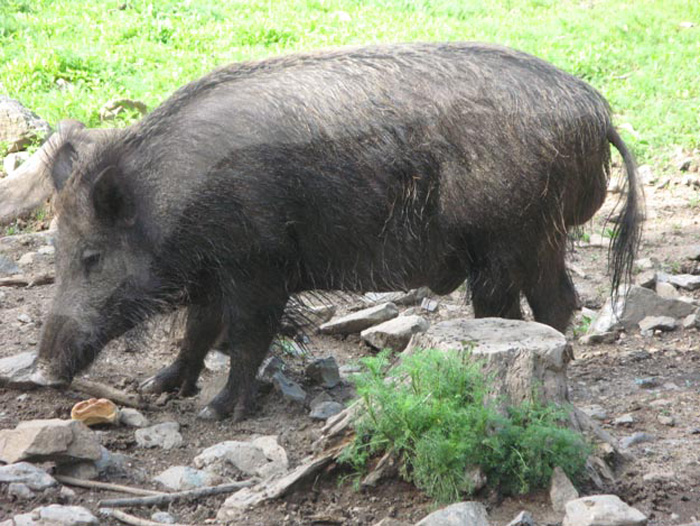 Treffen Braunfels 2007 027